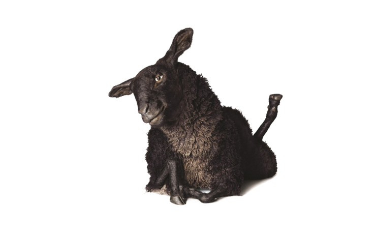 tele2_ovca_gregor.png